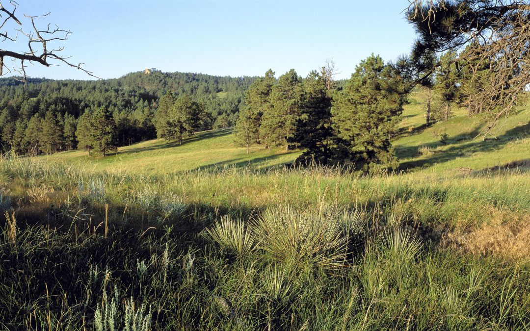 Ten Reasons Why You NEED To The Visit Nebraska National Forest Bessey Ranger District
