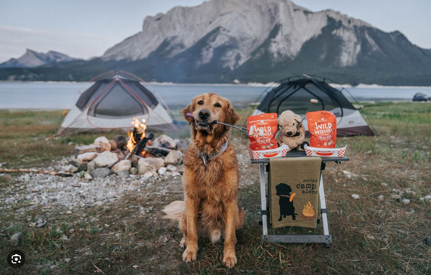 Camping with dogs