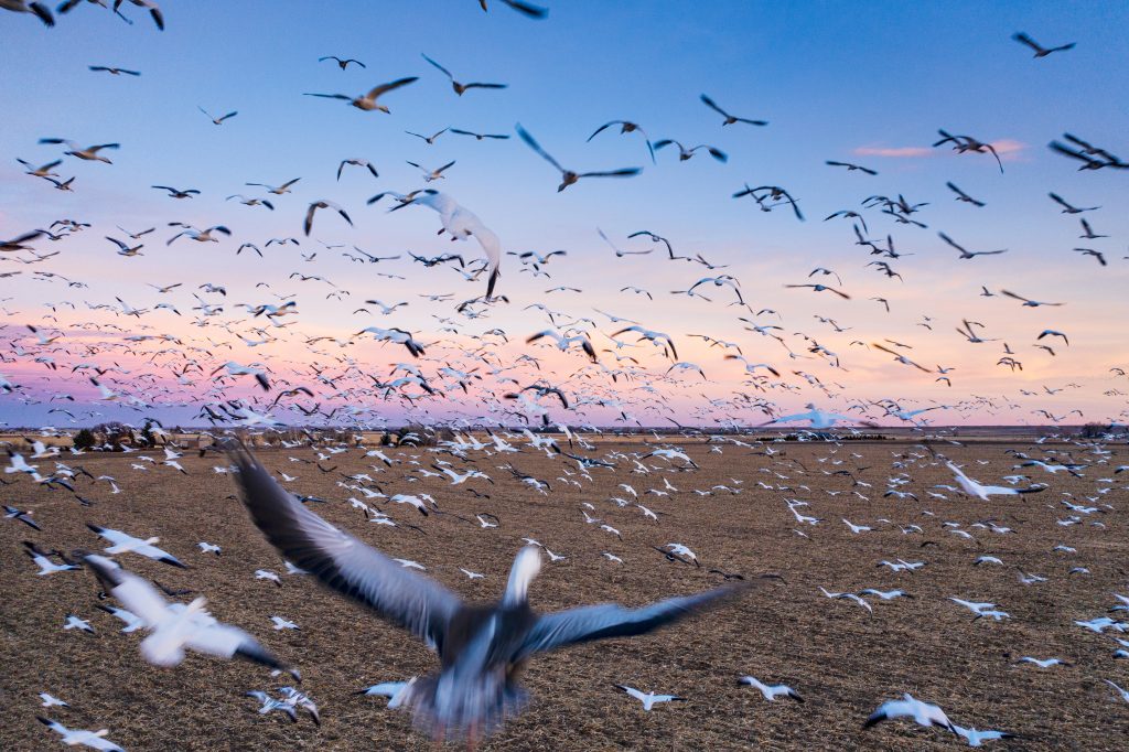 A massive flock of sandhill cranes fly in rural Colorado at sunset